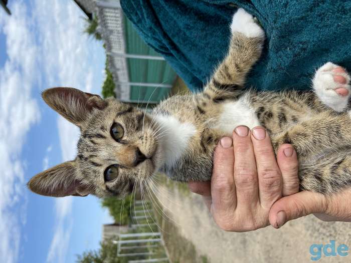 Котята бесплатно с доставкой, фотография 1