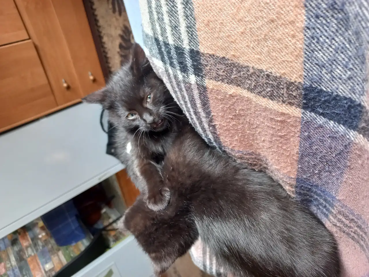 Котята, мальчики, фотография 8