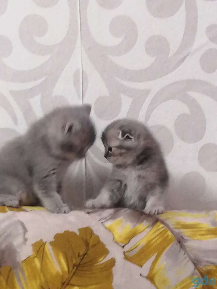 Котята, фотография 1