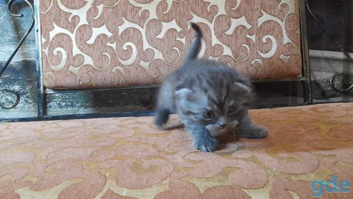 котята шотландские, фотография 10