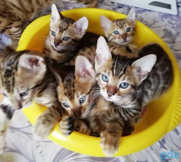 Бенгальские котята, фотография 1