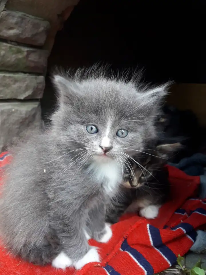 Котята ищут дом, фотография 6