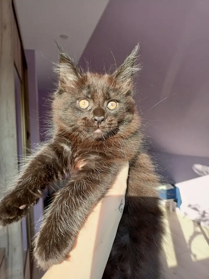 Продажа котят мейн-кунов, фотография 10