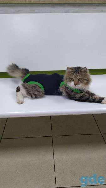 Котик ищет дом, фотография 1