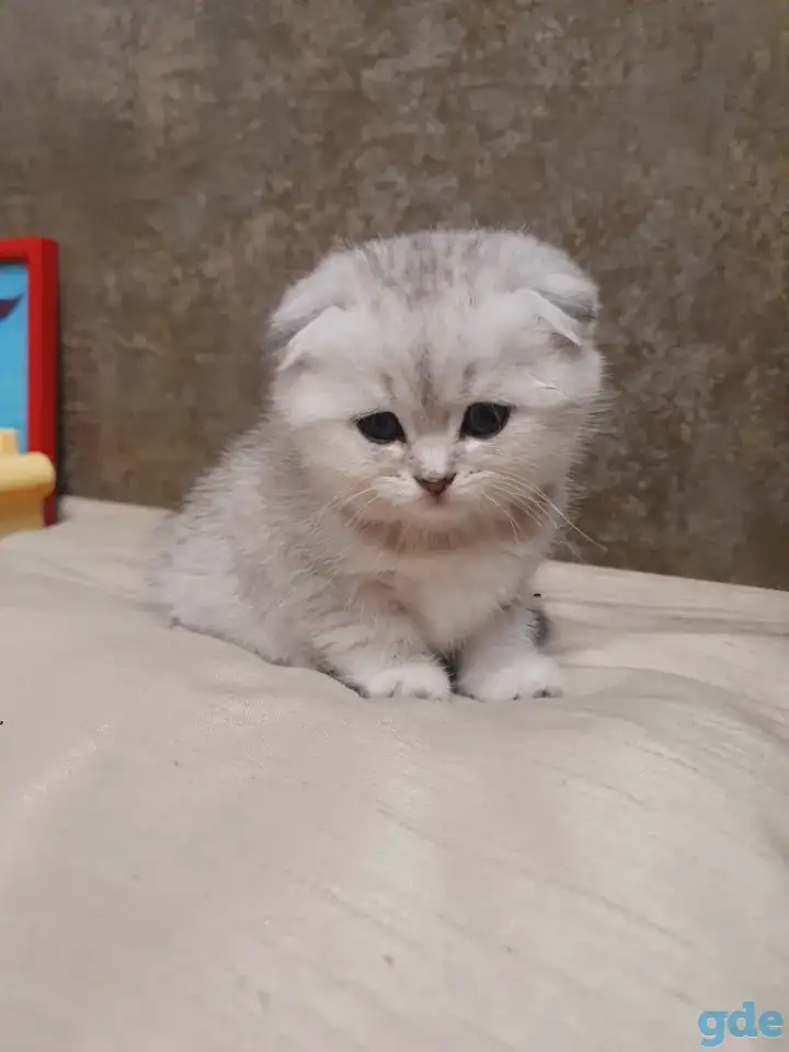 Котята, фотография 1