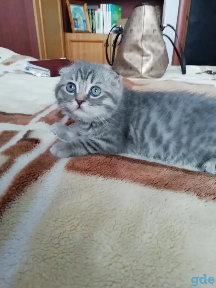 Шотландские вислоухие  котята, фотография 3
