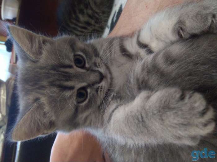 Шотландские Котята, фотография 2
