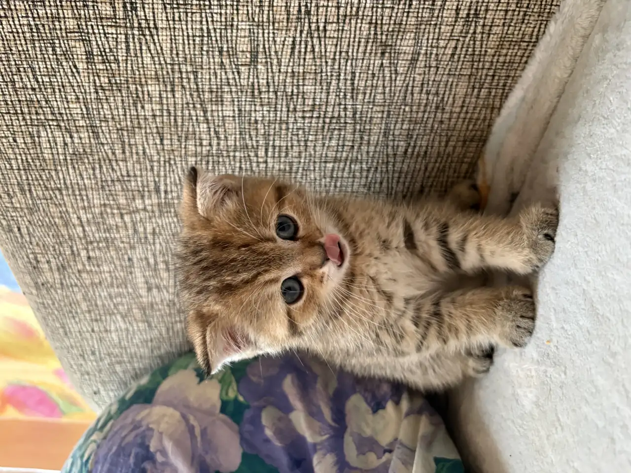 Коты шотландские, фотография 5