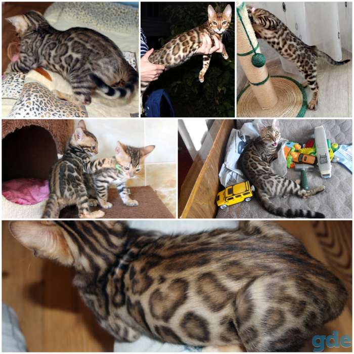 Бенгальский котенок. Вязка кот, фотография 3