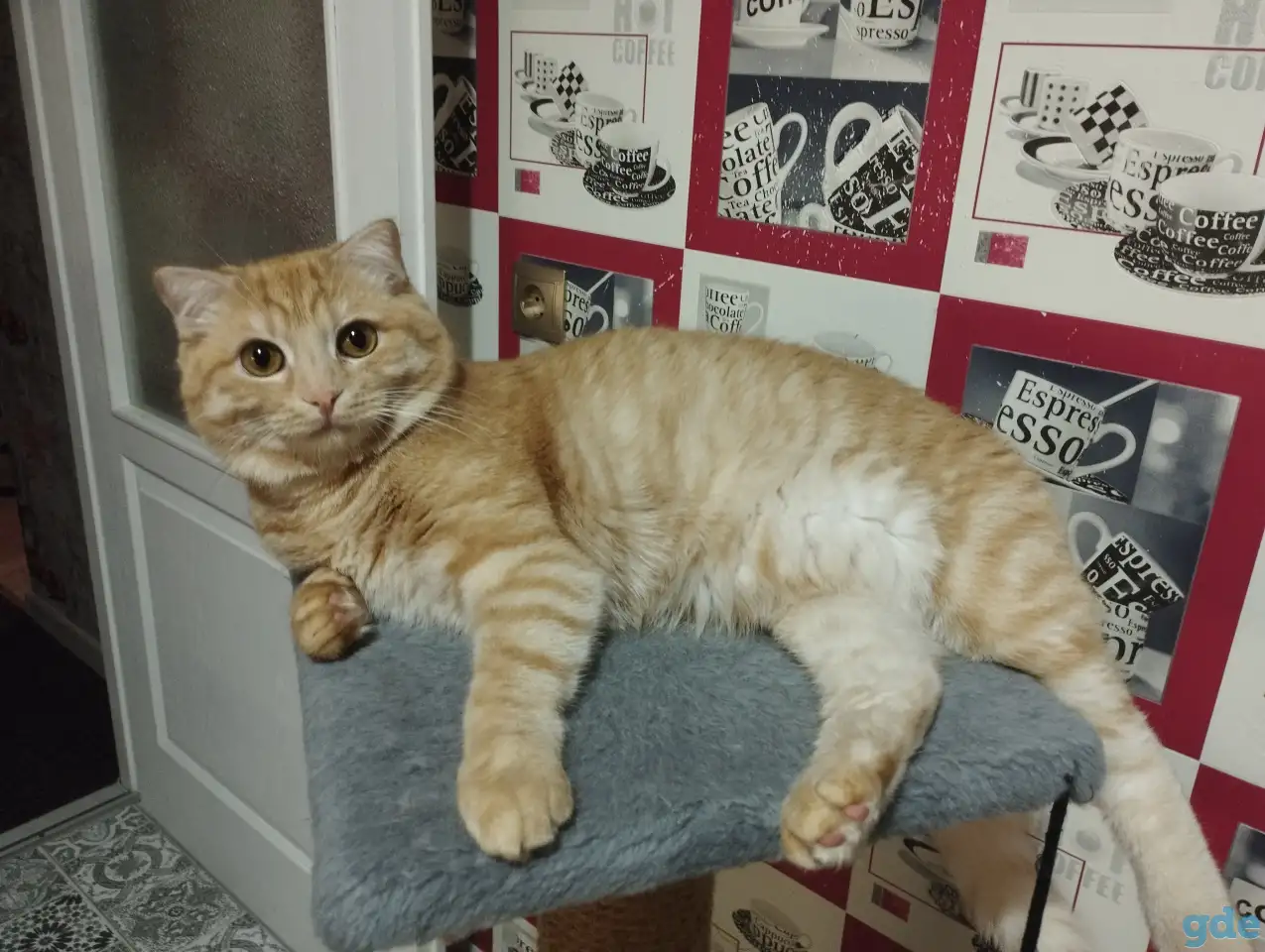 Шотландские котята, фотография 10