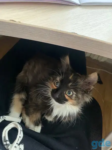 Шикарный котенок, фотография 2