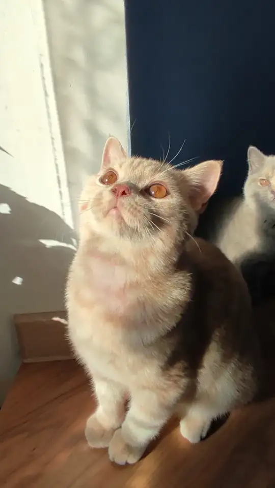 Элитный британский котенок, фотография 1
