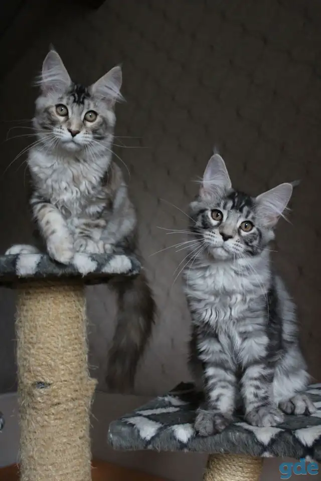Котята мейн кун!, фотография 5