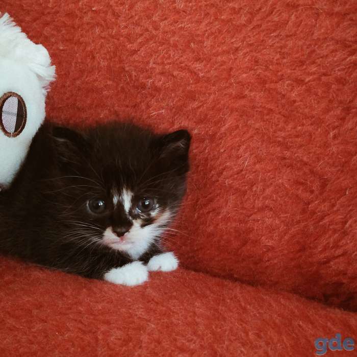 Котята, фотография 1