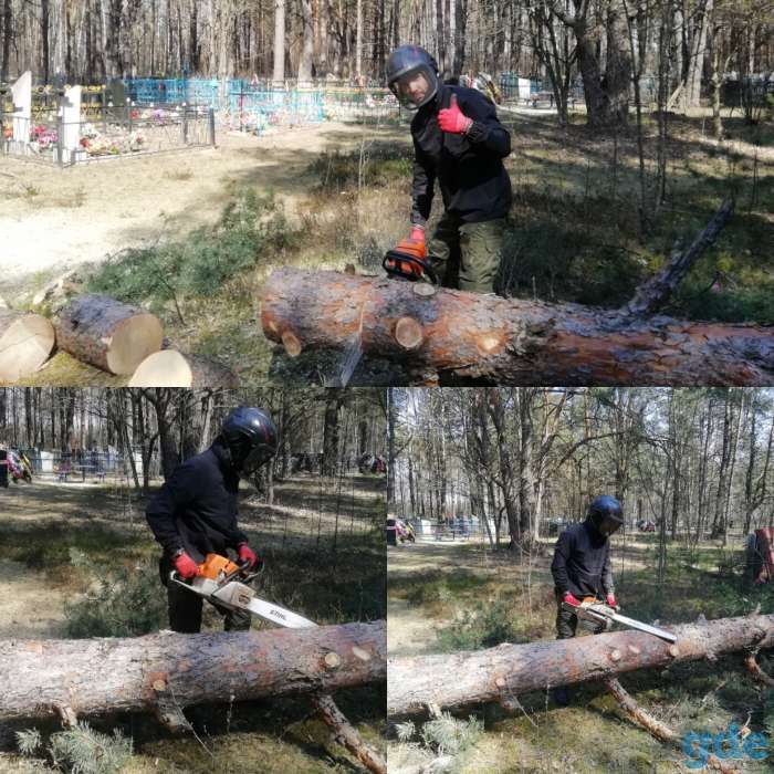 Спилить  дерево, фотография 1