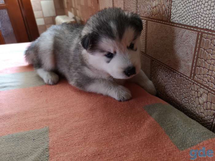 Продажа хаски 1 месяц, фотография 2