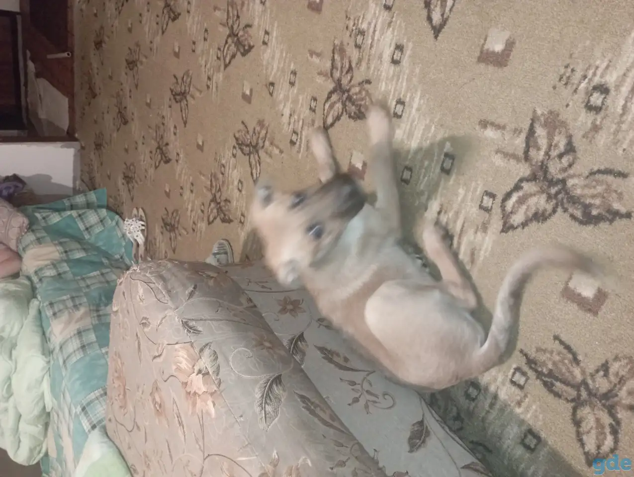 Ищет дом и любящих хозяев., фотография 2
