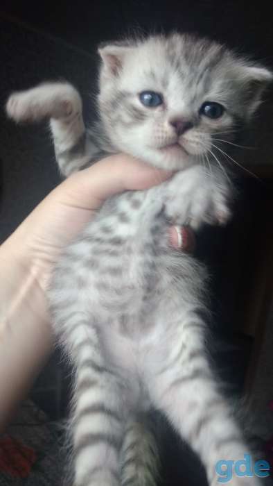 Шотландские котята, фотография 4