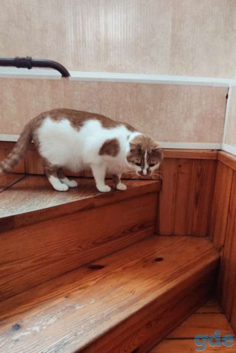 Кот Джокер. Солнечный кот, кастрирован., фотография 11
