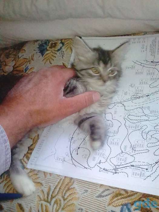 Отдадим котёнка в хорошие руки, фотография 1