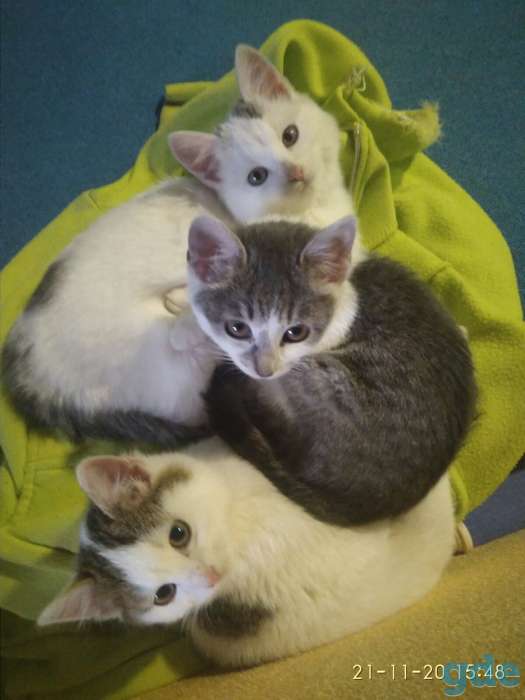 Котята в дар, фотография 5