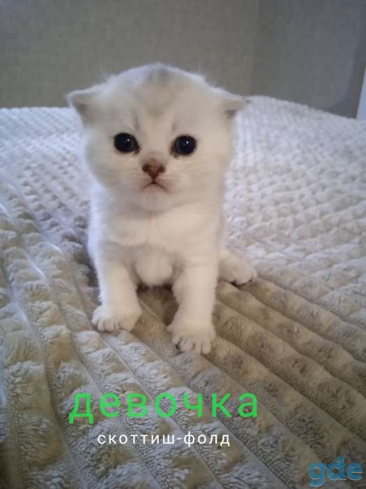 Котята серебристые шиншиллы, фотография 2
