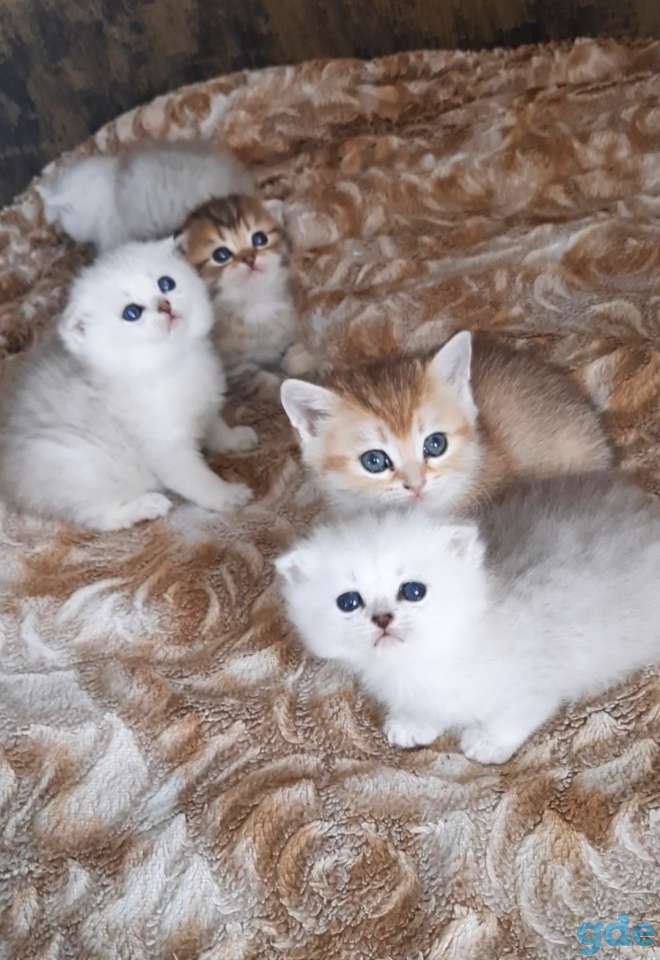 Шотланские и хайленд фолд котята, фотография 11