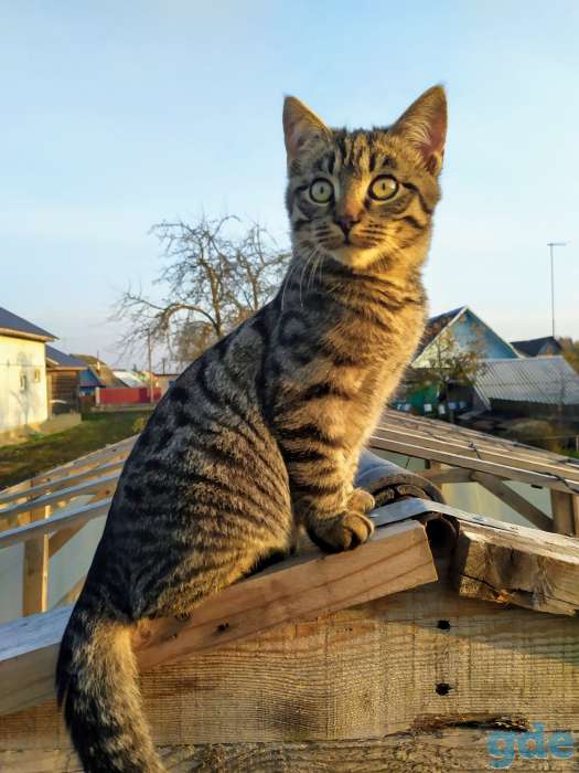 Котята в дар, фотография 6