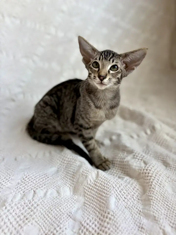 Котята ориентальной породы девочки, фотография 7