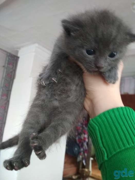 Отдам котят в хорошие руки!, фотография 2