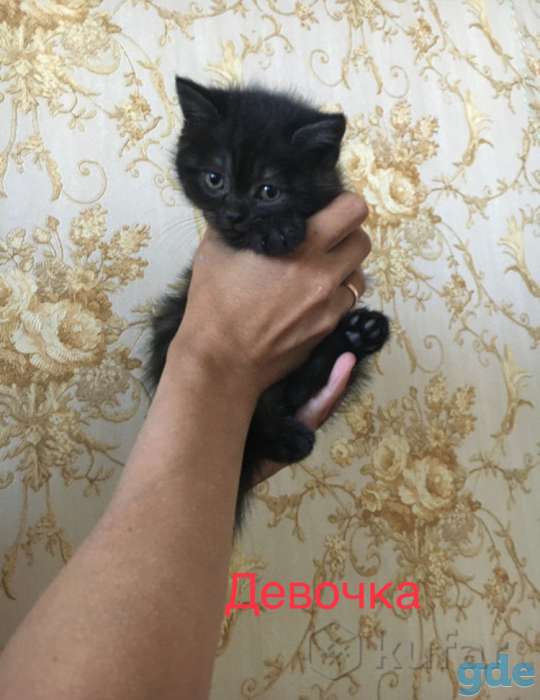 Шотландские котята, фотография 4