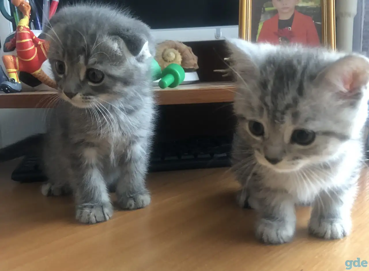 продажа шотландские котята, фотография 1