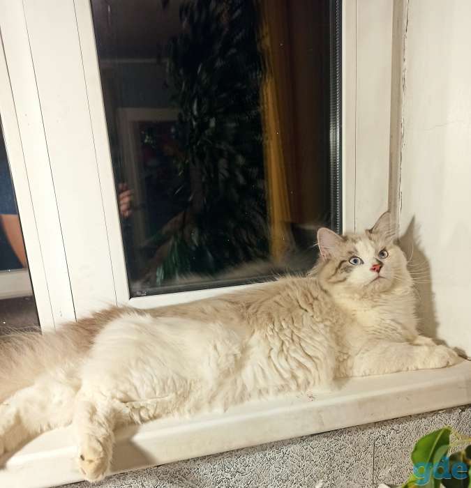 Невский маскарадный котенок, фотография 1