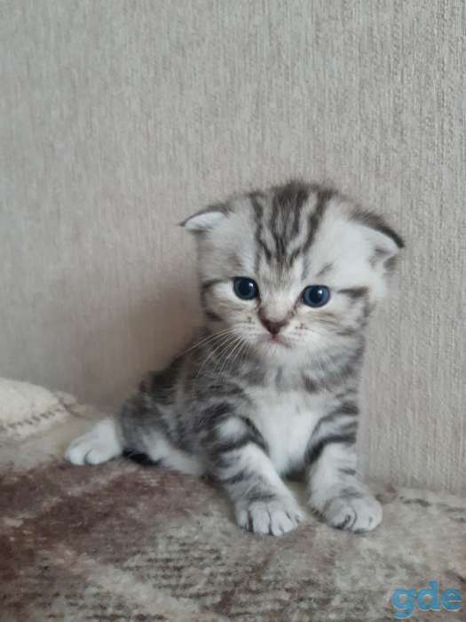 Шотландские котята(Scottish Fold), фотография 4