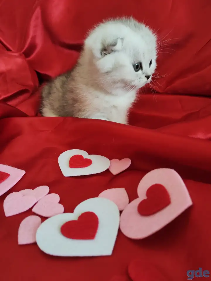 Шотландская кошечка, фотография 3