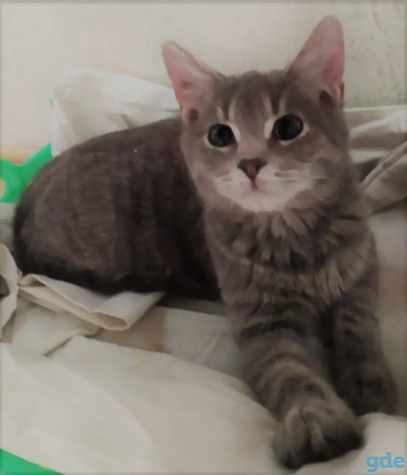Котята в дар, в добрые руки, фотография 1