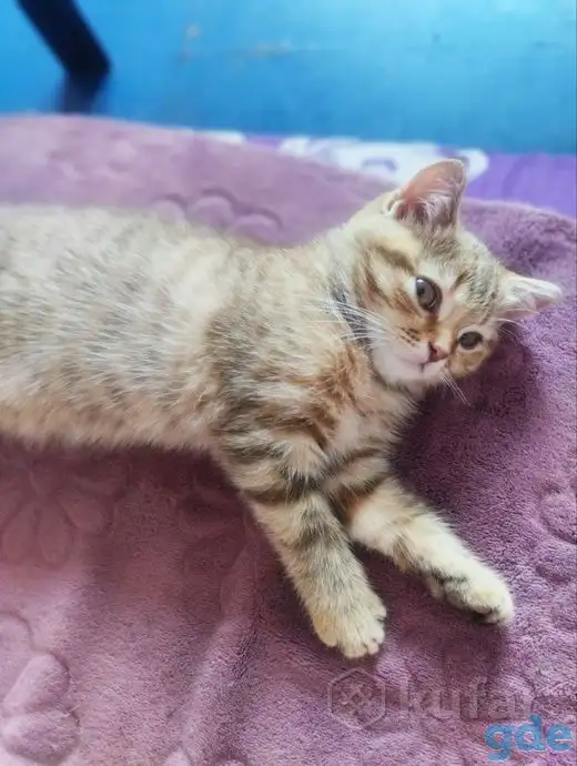 Скоттиш-страйт котята, фотография 2
