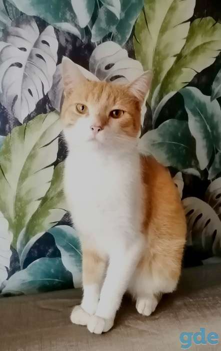 Котенок, фотография 2