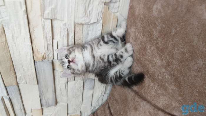 Шотландские котята, фотография 2