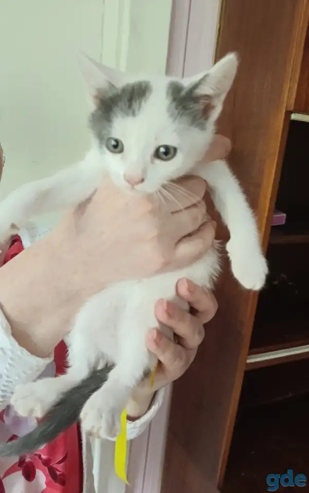 Отдам котят в добрые руки, фотография 4
