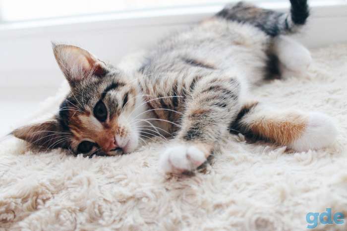 Котята ищут дом, фотография 3