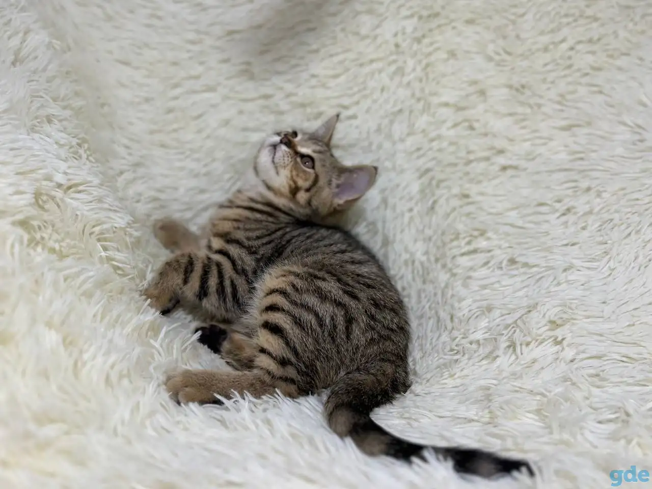 Шотландский прямоухий котик SFS 71 n24, straight, скоттиш страйт, фотография 2
