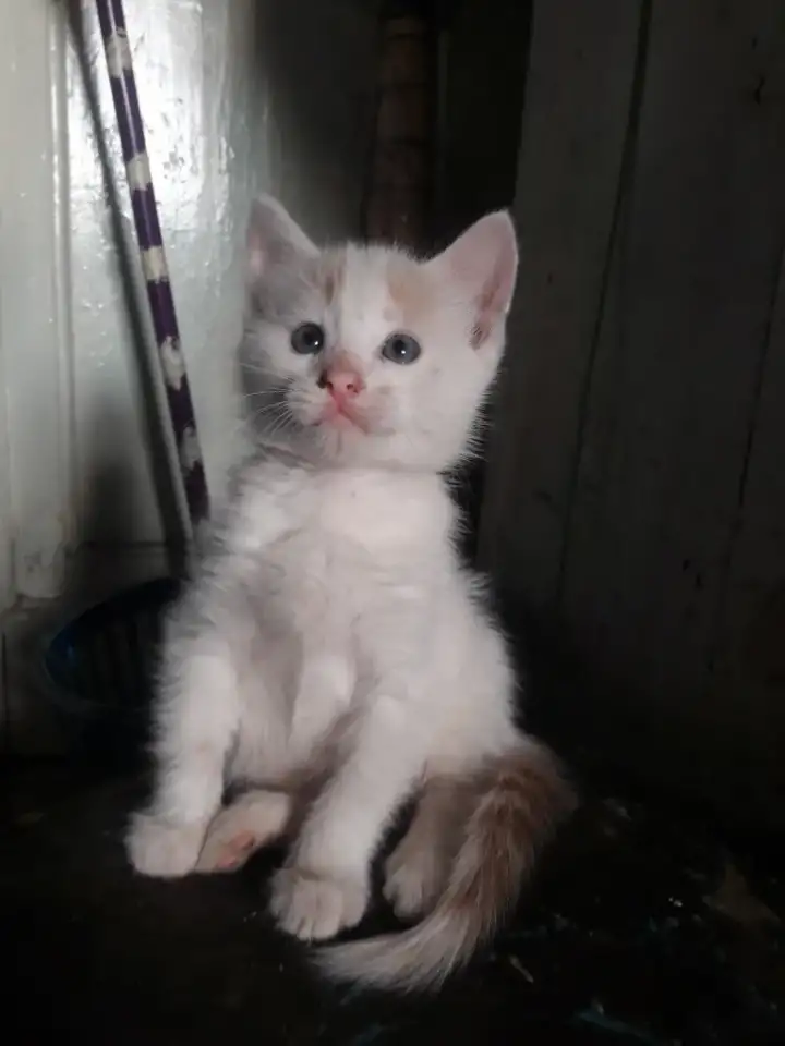 Котёнок, порода Турецкий Ван, фотография 3