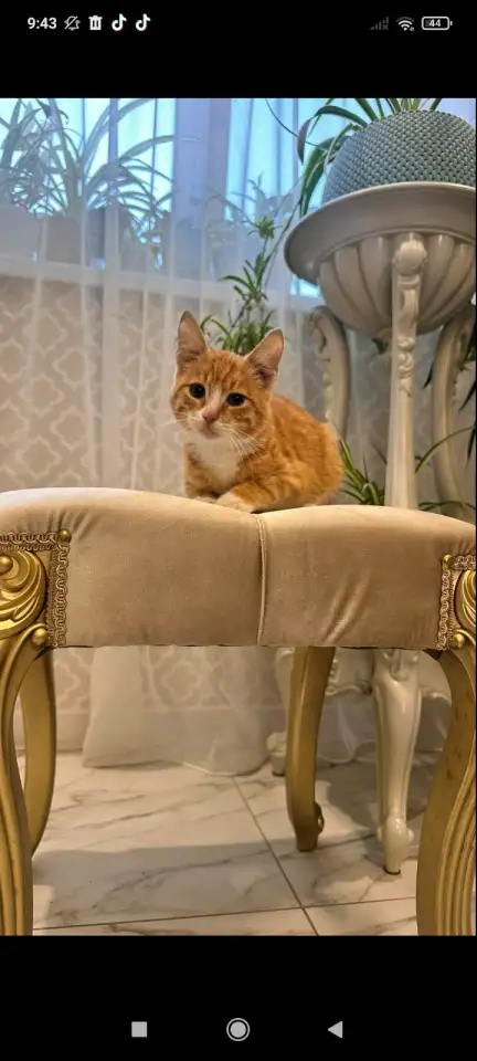 В дар ласковый прекрасный котёнок-мальчик Златик, фотография 3