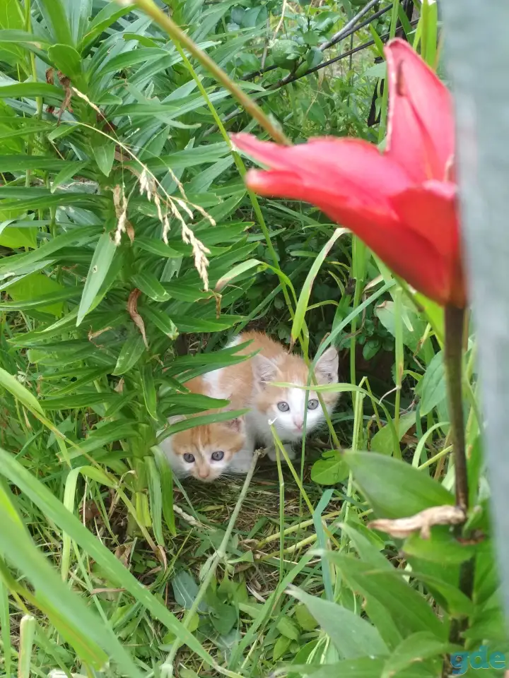 Котята в дар, фотография 2