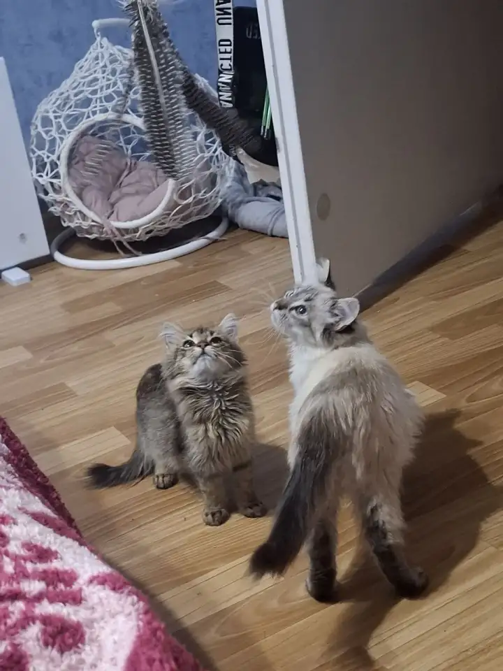Котёнок в дар, фотография 6
