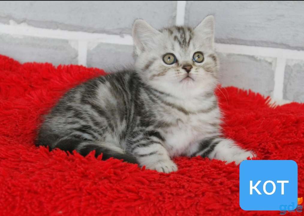 Шотландские котята от правильной вязки, остались 2 девочки и мальчик( мраморный), фотография 2