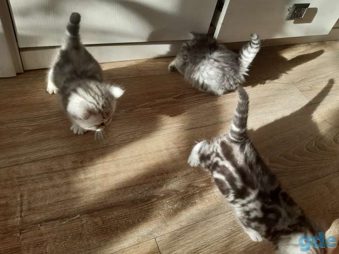 Шотландские котята, фотография 7