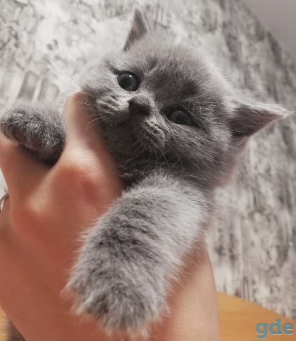 Продаю котят шотландской породы, фотография 6