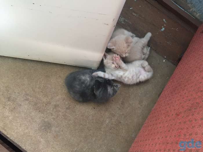 Котята ищут дом, фотография 3